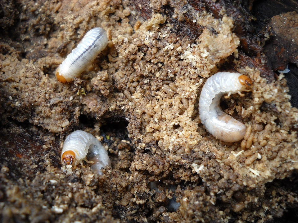 pests: white grubs